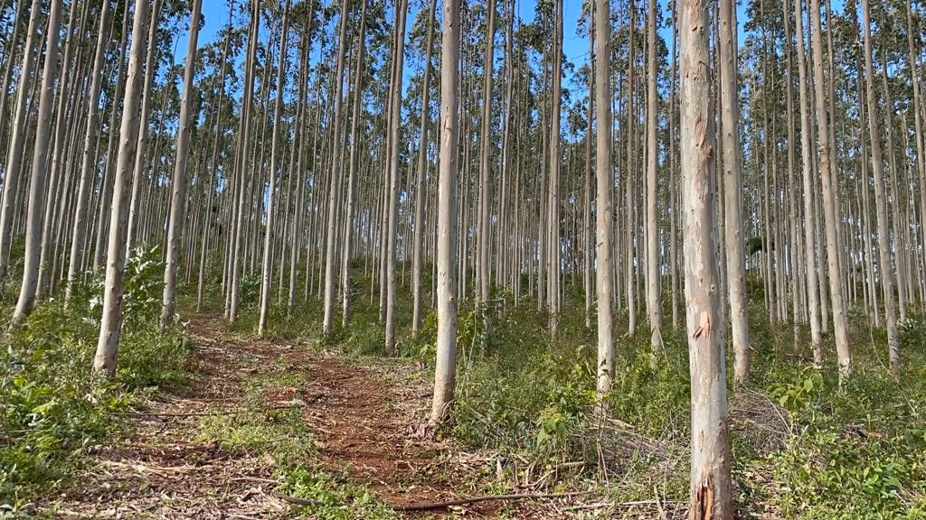 Sítio de 75 ha em Osório, RS
