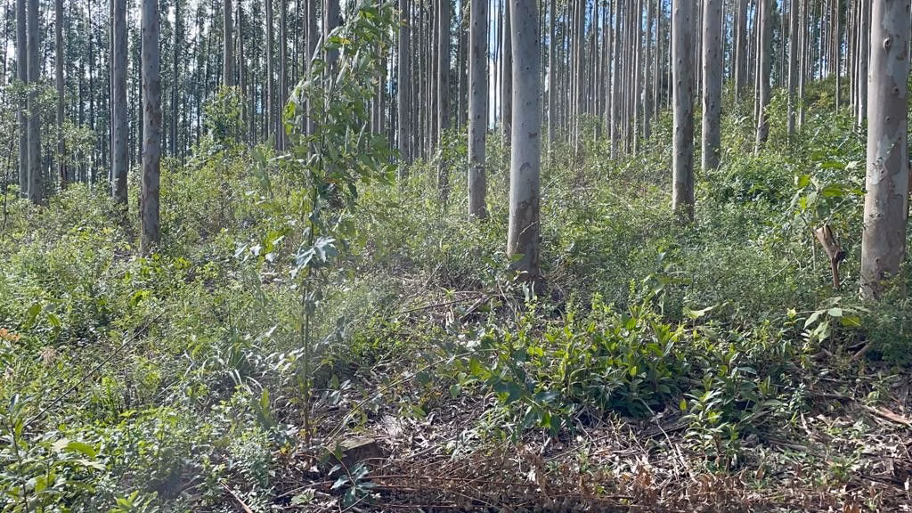 Sítio de 75 ha em Osório, RS