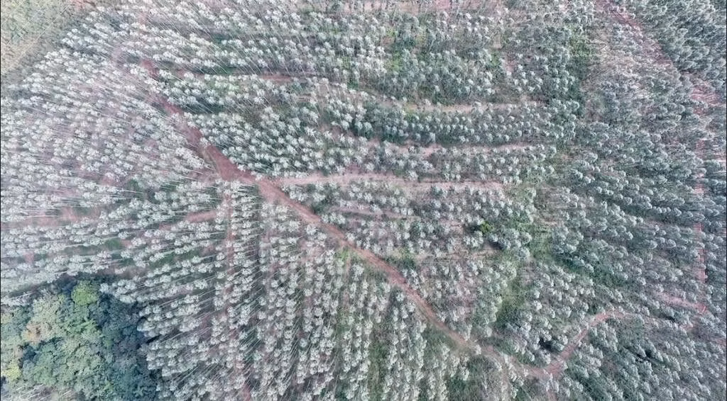 Sítio de 75 ha em Osório, RS