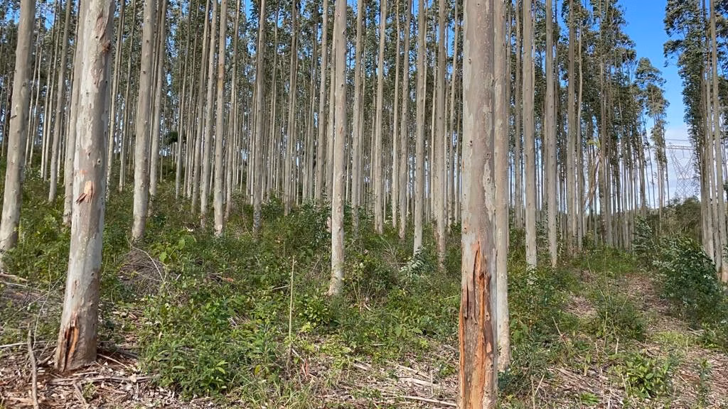 Sítio de 75 ha em Osório, RS