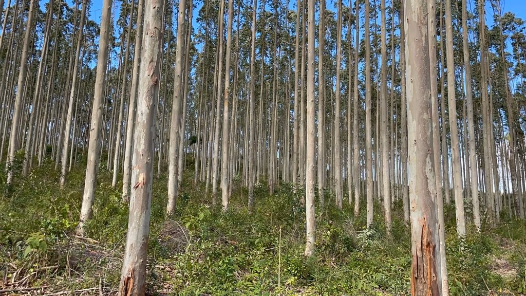 Sítio de 75 ha em Osório, RS