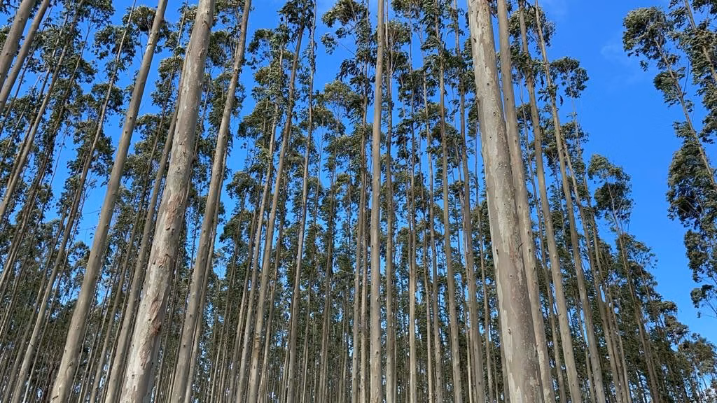 Sítio de 75 ha em Osório, RS