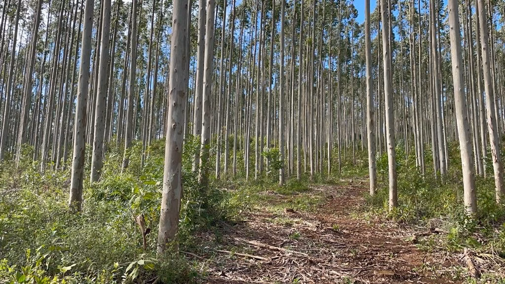 Sítio de 75 ha em Osório, RS