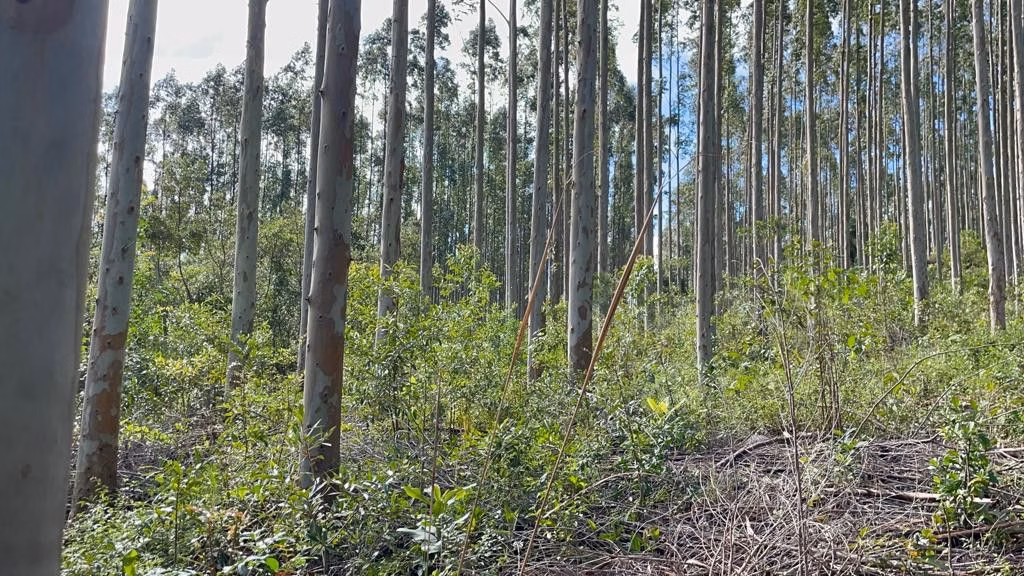 Sítio de 75 ha em Osório, RS