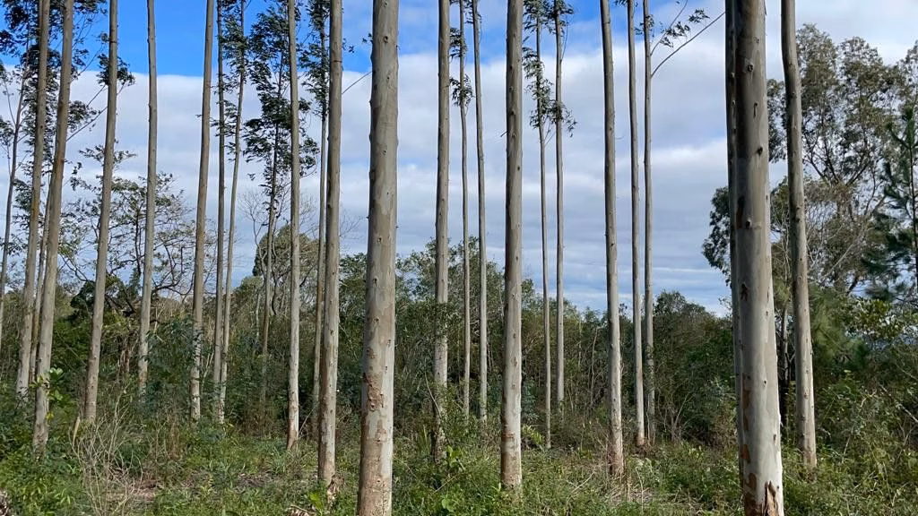 Sítio de 75 ha em Osório, RS