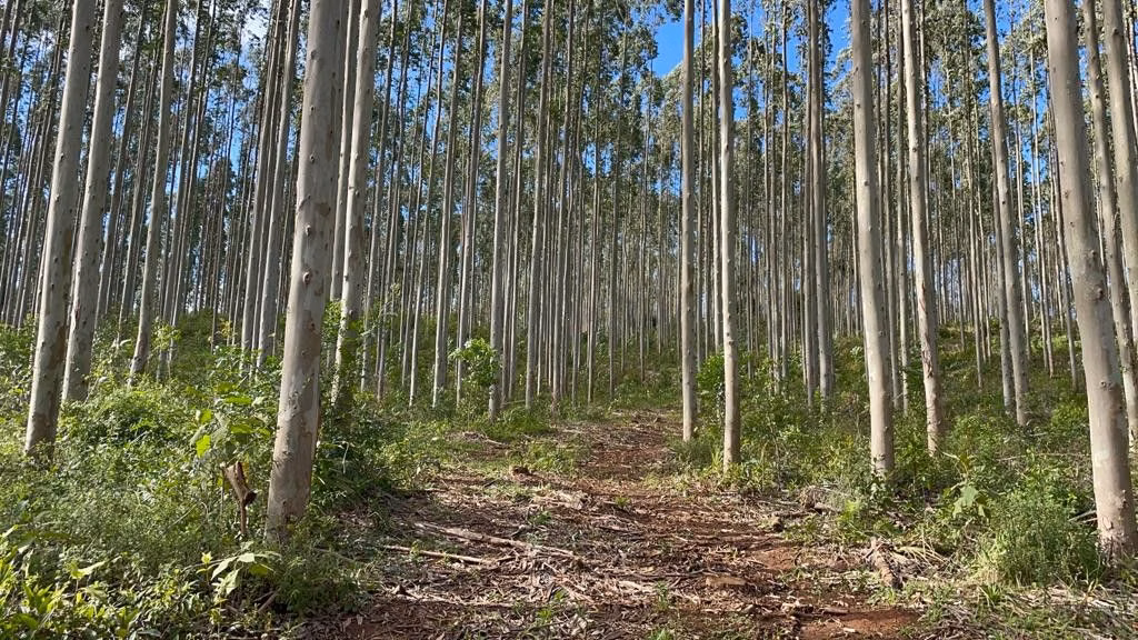 Sítio de 75 ha em Osório, RS