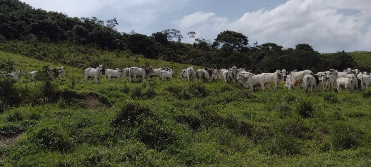 Ферма на продажу 300 ha в Guaratinguetá, SP
