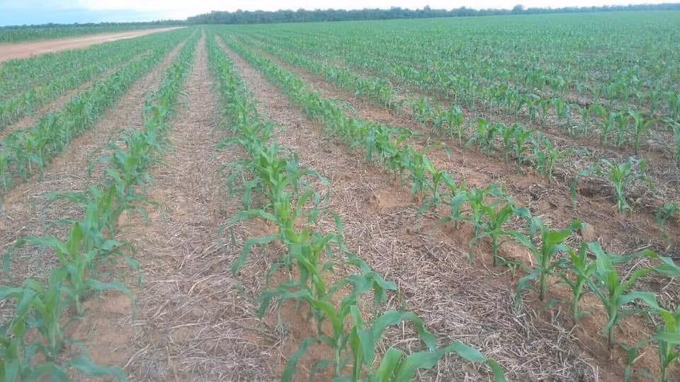 Fazenda de 39.241 ha em Santa Terezinha, MT