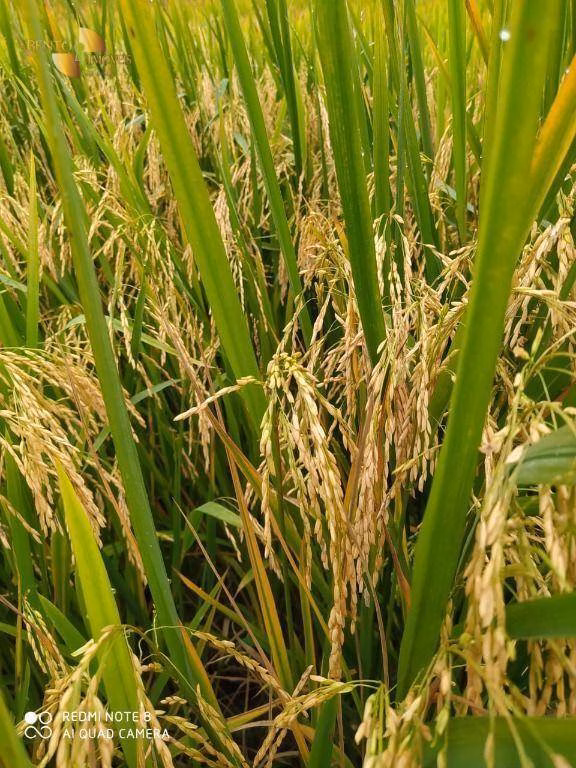 Fazenda de 5.555 ha em Colíder, MT