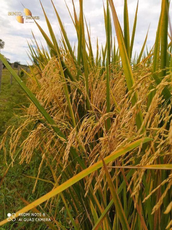 Fazenda de 5.555 ha em Colíder, MT