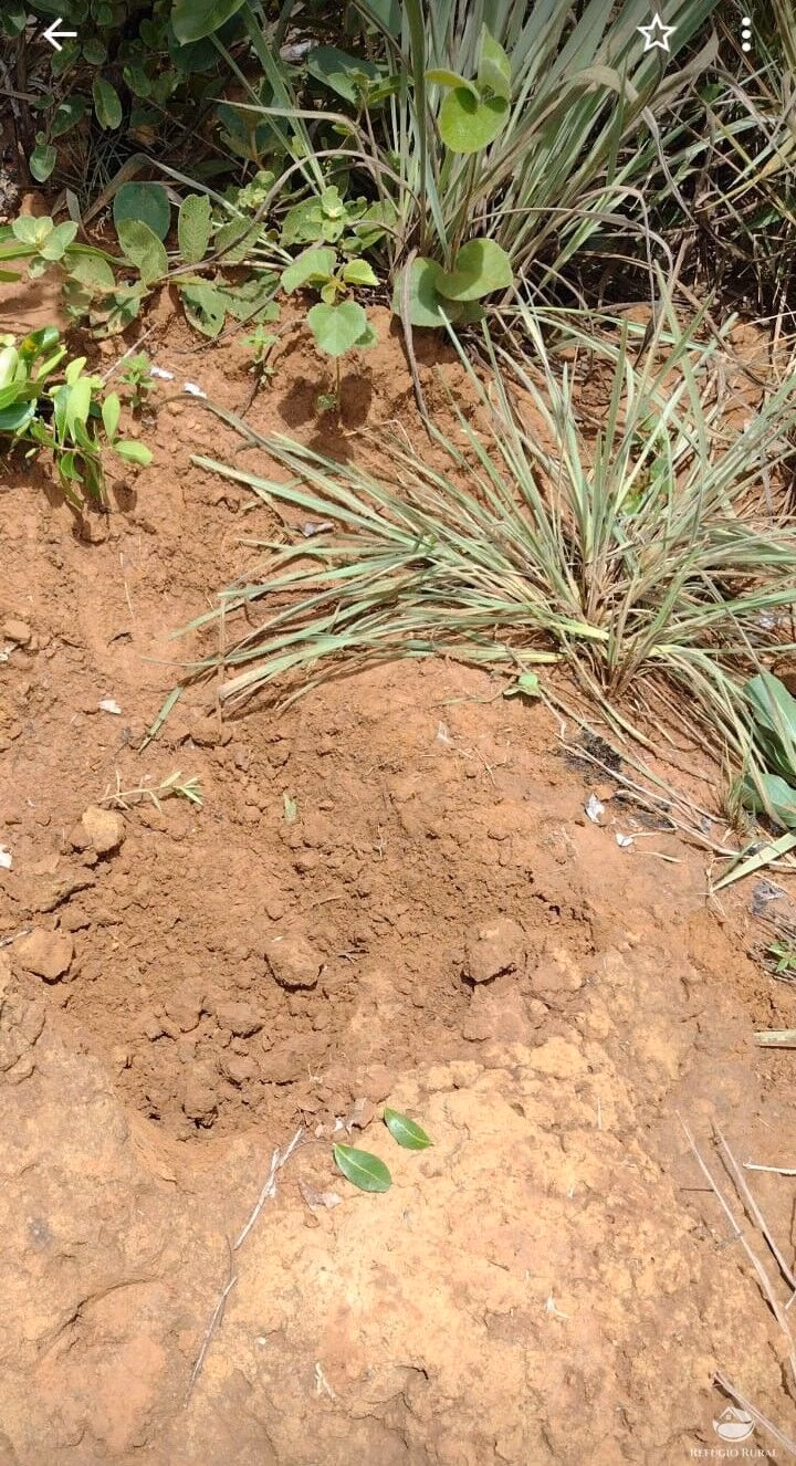 Fazenda de 1.571 ha em Nova Brasilândia, MT