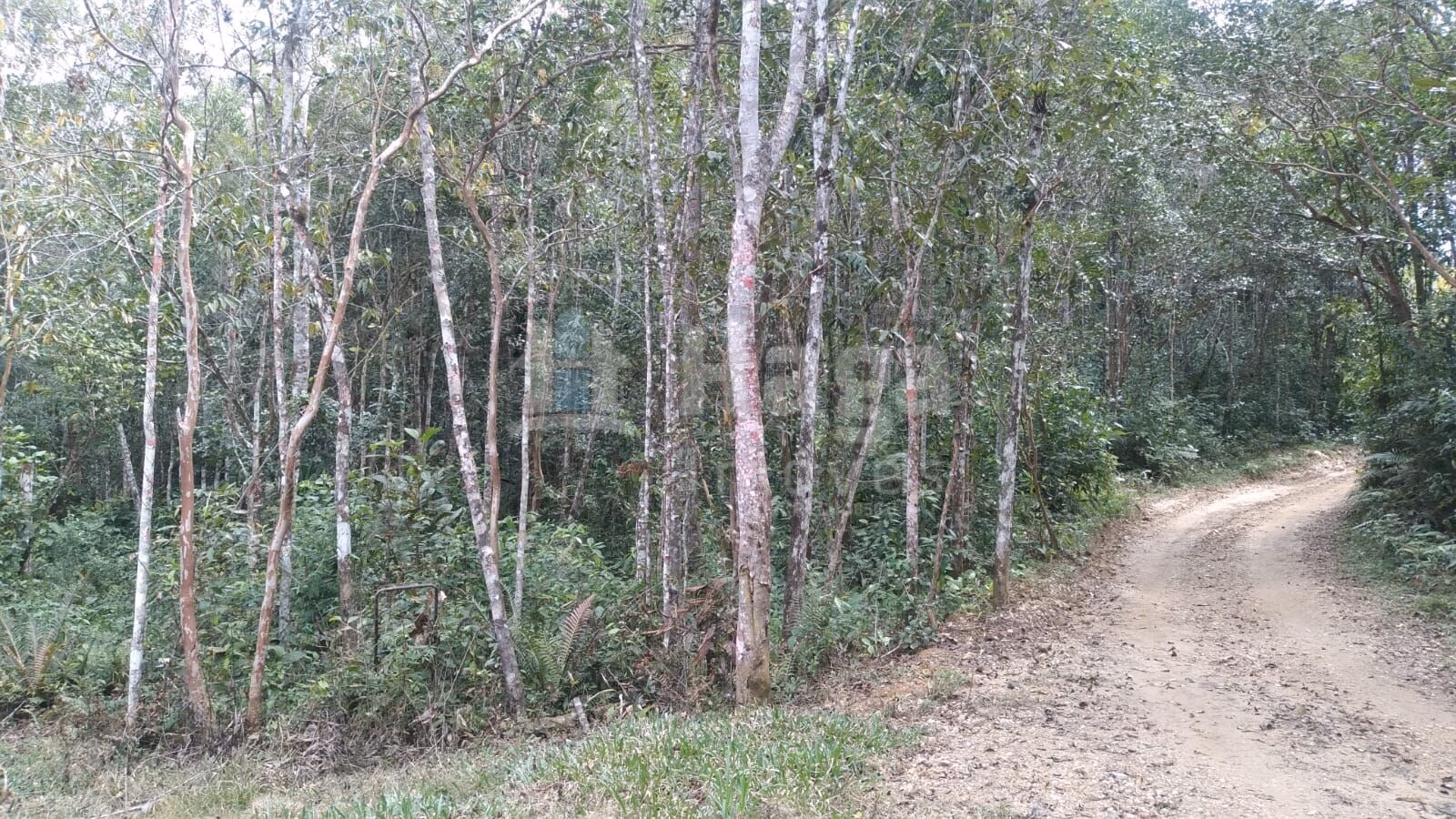 Farm of 4 acres in Itajaí, SC, Brazil