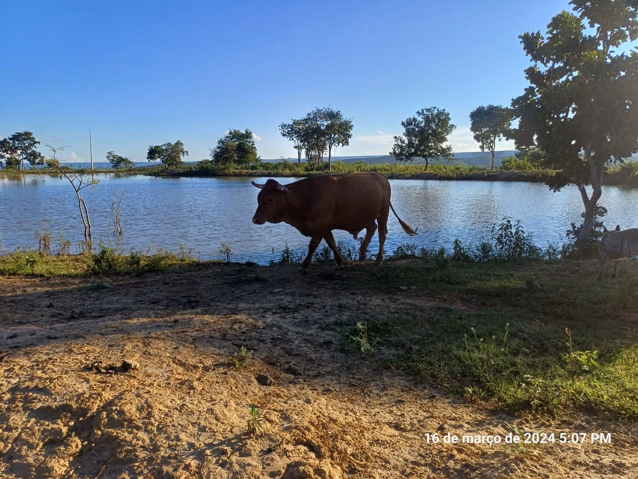 Fazenda de 376 ha em Salinas, MG