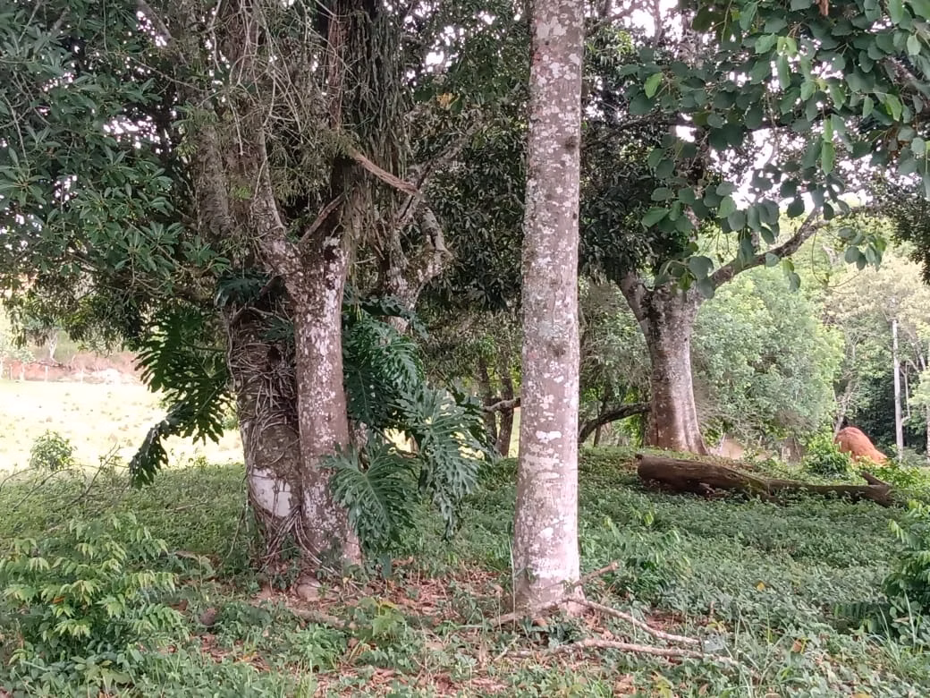 Sítio de 15 ha em Itapetininga, SP