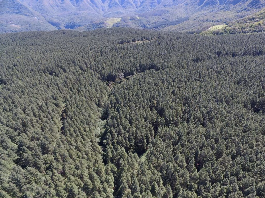 Farm of 1,292 acres in Grão-Pará, SC, Brazil