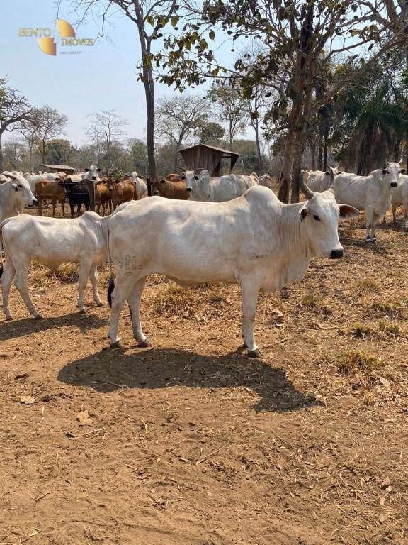 Fazenda de 200 ha em Nobres, MT
