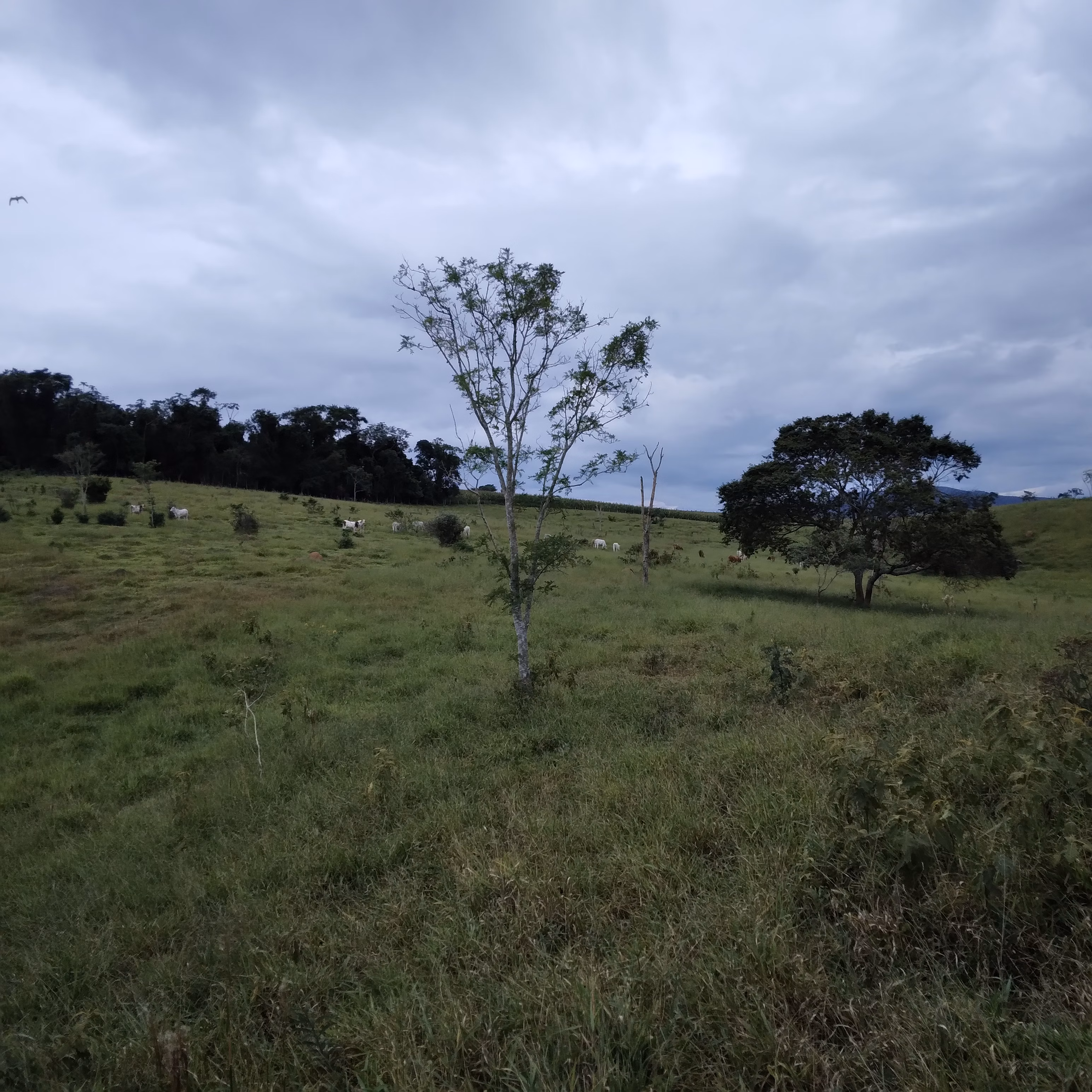 Small farm of 52 acres in Lagoinha, SP, Brazil