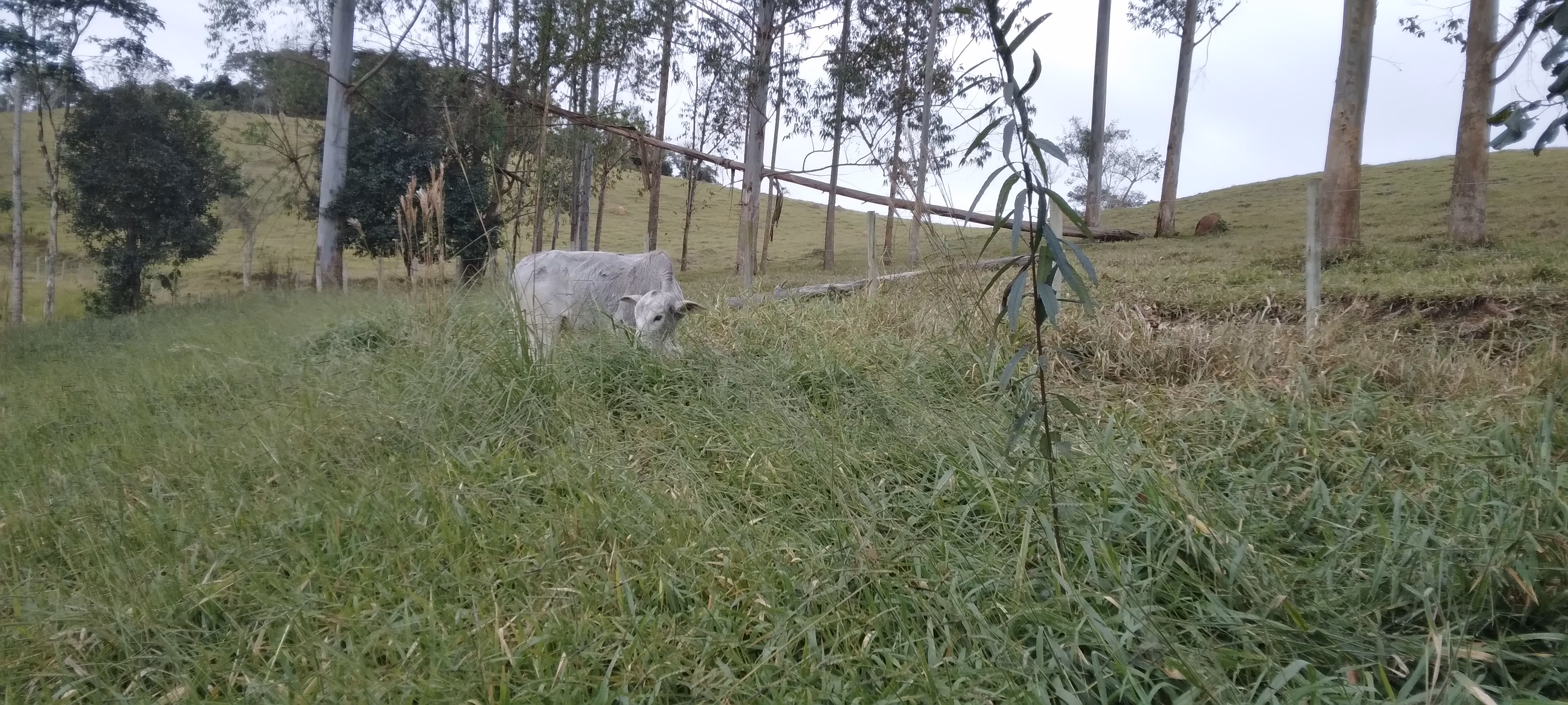 Small farm of 52 acres in Lagoinha, SP, Brazil