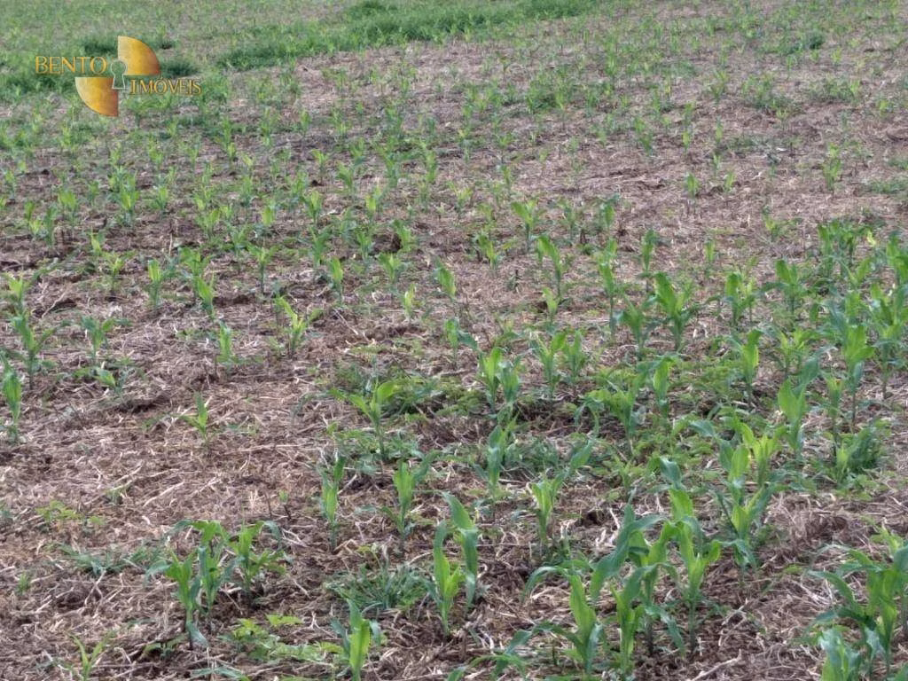 Fazenda de 2.733 ha em Canarana, MT