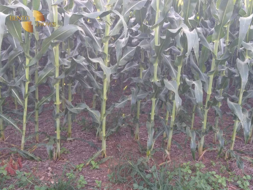 Fazenda de 2.733 ha em Canarana, MT