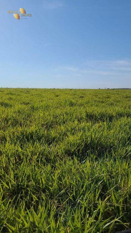 Fazenda de 2.733 ha em Canarana, MT