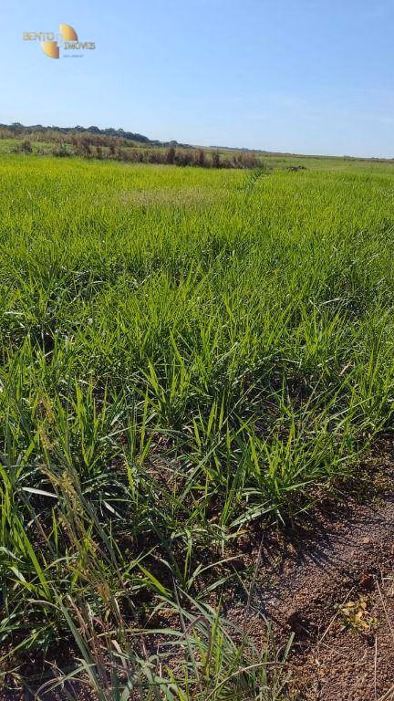 Fazenda de 2.733 ha em Canarana, MT