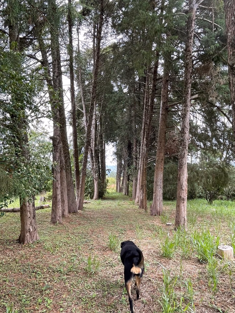 Sítio de 3 ha em Campo Limpo Paulista, SP