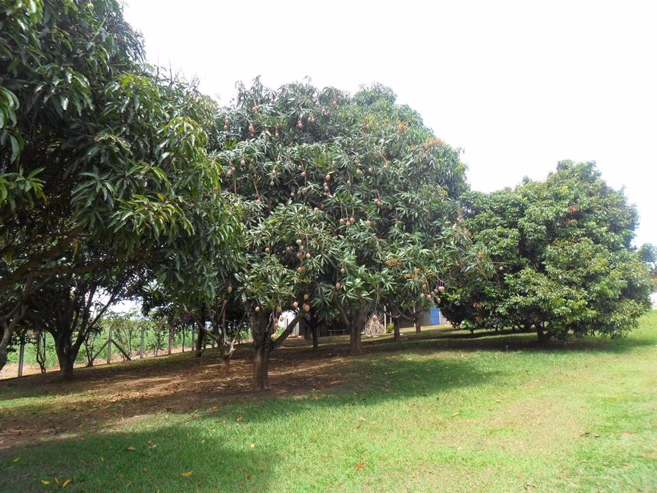 Sítio de 2 ha em Caçapava, SP