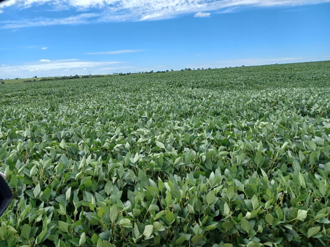 Fazenda de 2.208 ha em Canarana, MT