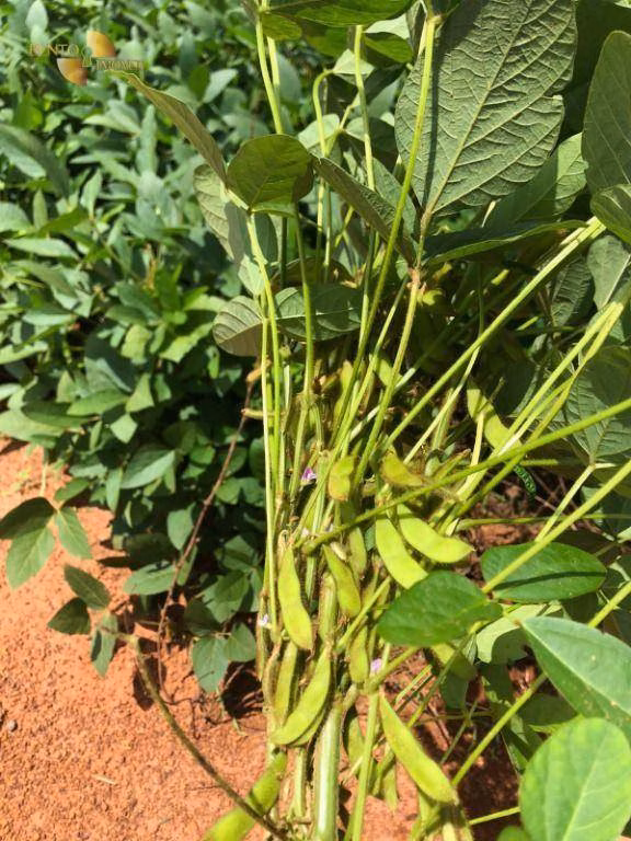 Fazenda de 39.000 ha em Confresa, MT