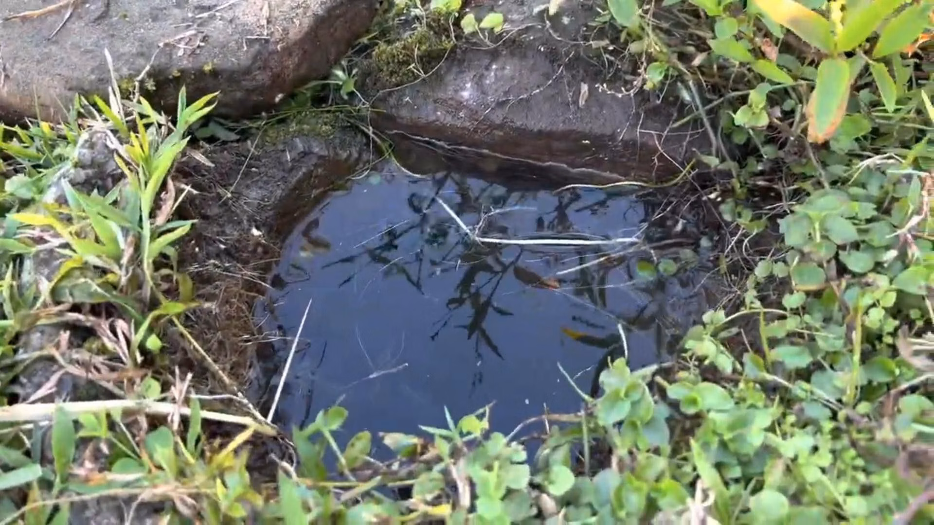 Chácara de 2 ha em Santo Antônio da Patrulha, RS