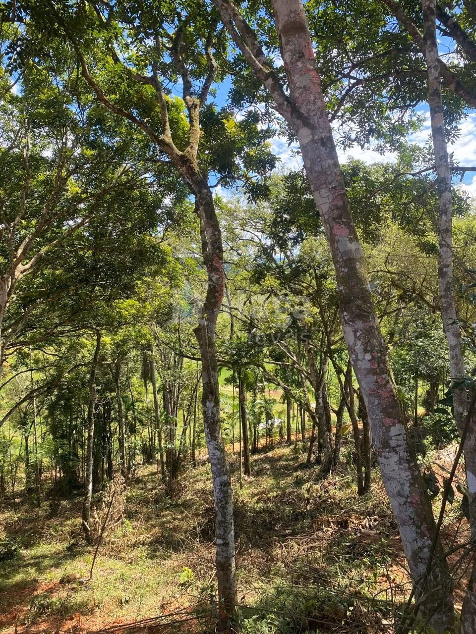 Farm of 1 acres in Canelinha, SC, Brazil