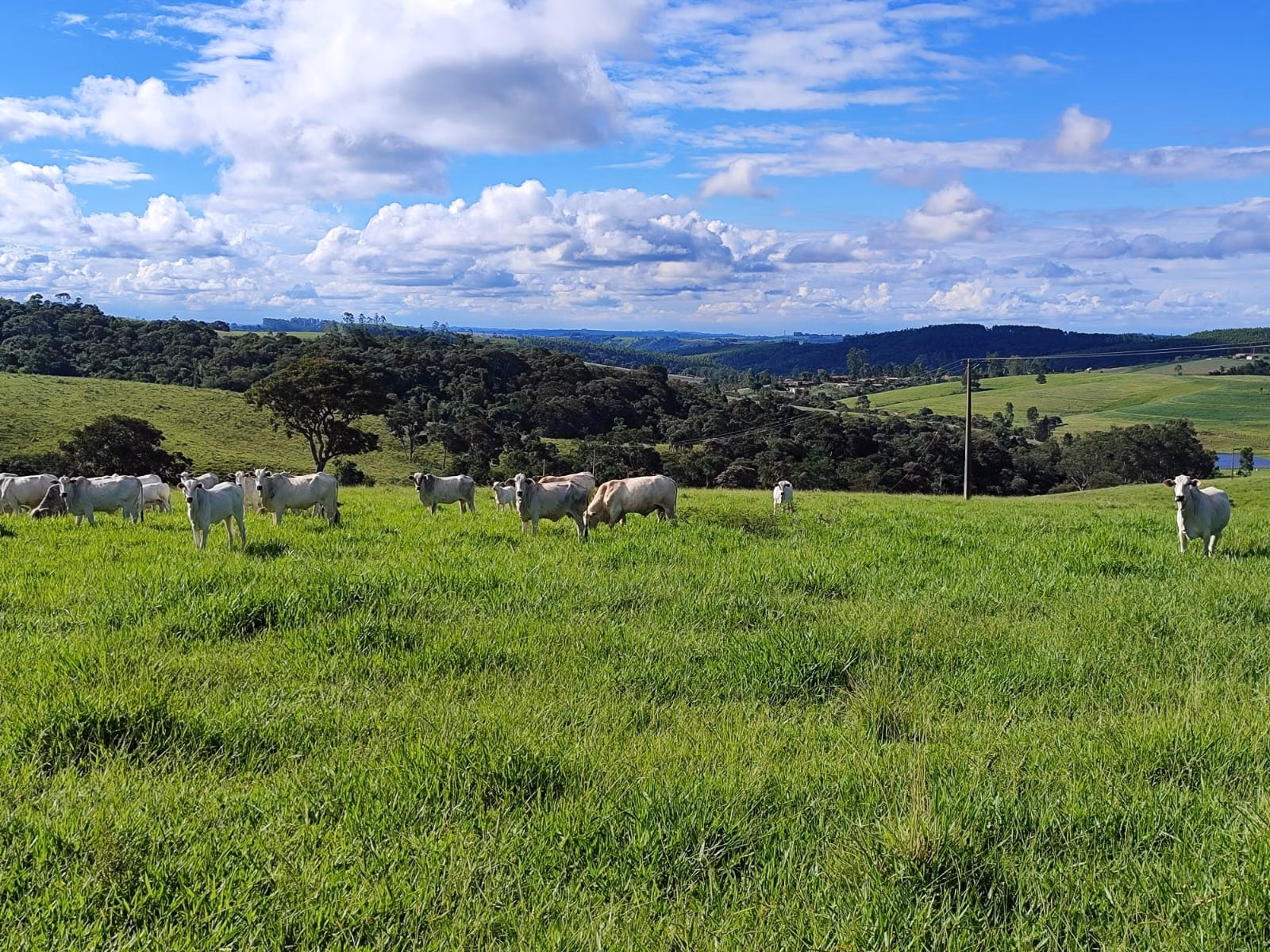 Fazenda de 128 ha em São Miguel Arcanjo, SP