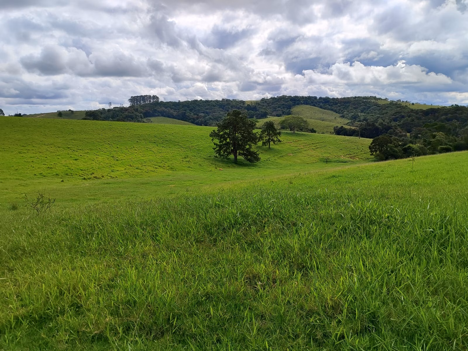 Fazenda de 128 ha em São Miguel Arcanjo, SP