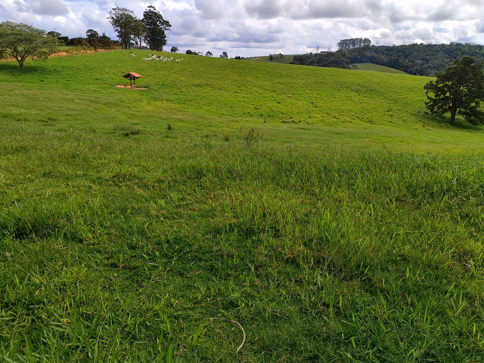 Fazenda de 128 ha em São Miguel Arcanjo, SP