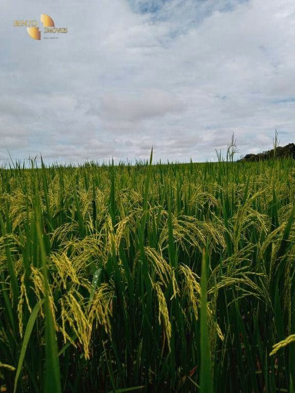 Fazenda de 3.242 ha em Nova Monte Verde, MT