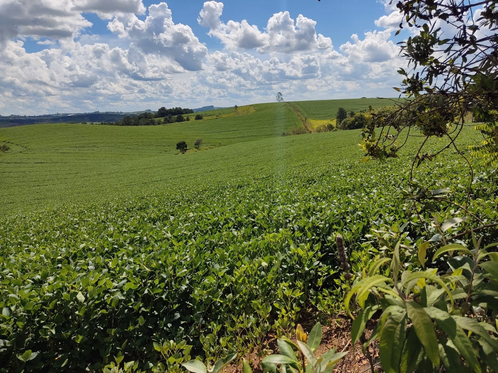 Small farm of 179 acres in São Miguel Arcanjo, SP, Brazil