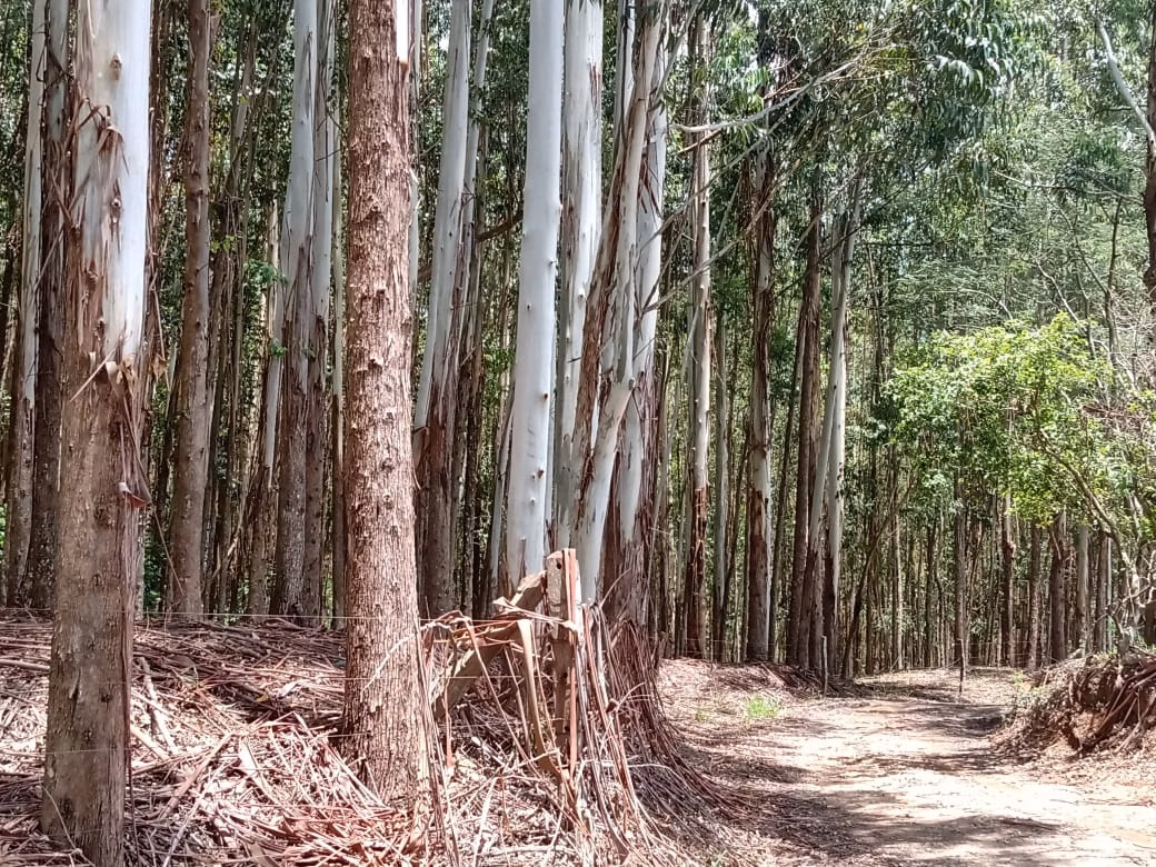 Plot of 30 acres in Angatuba, SP, Brazil