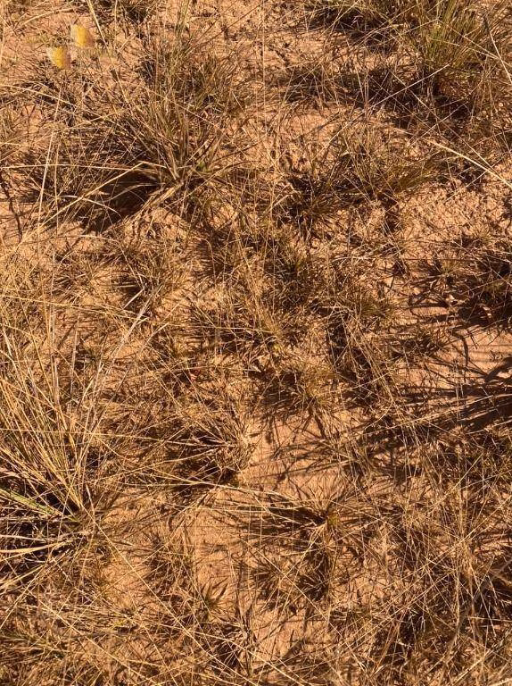 Farm of 4,942 acres in Paranatinga, MT, Brazil