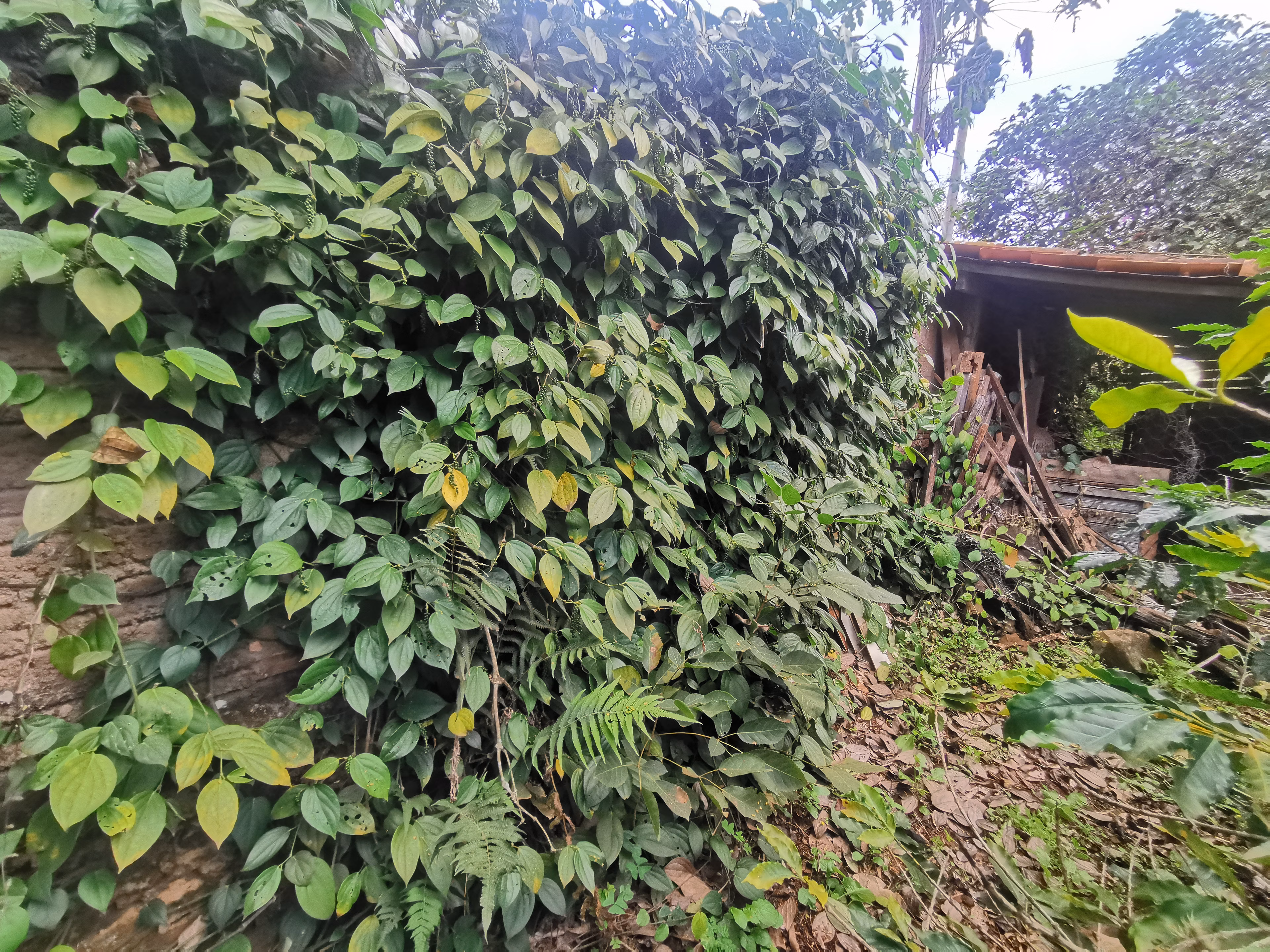 Chácara de 3.200 m² em Timburi, SP