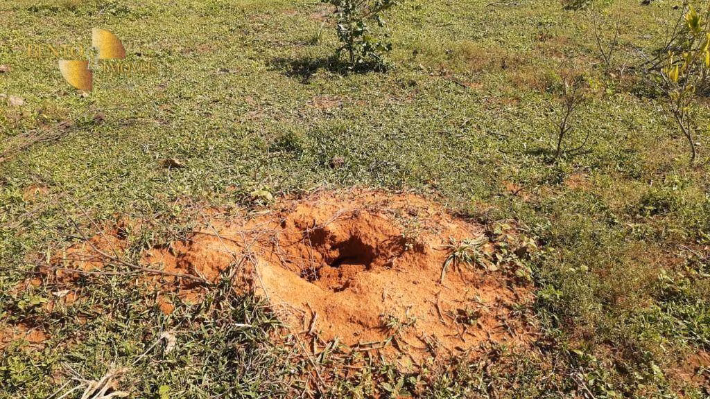 Fazenda de 200 ha em Rondonópolis, MT