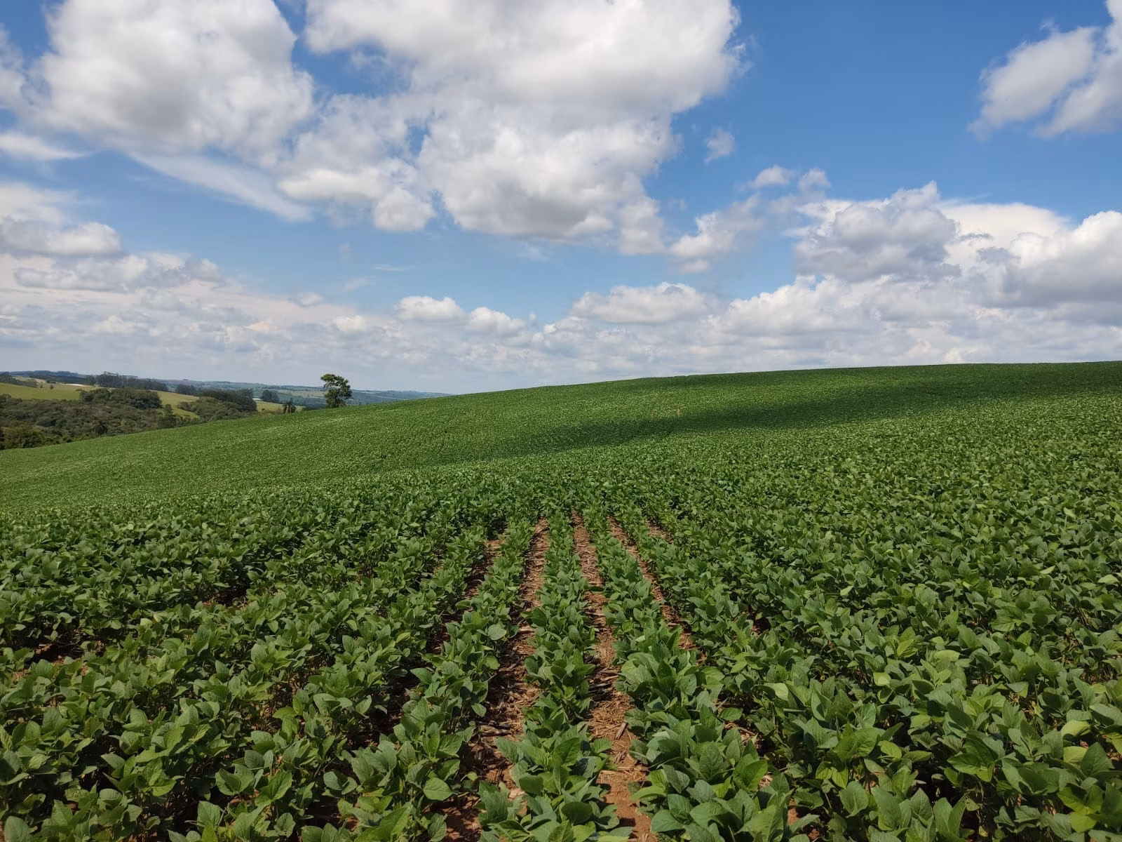 Fazenda de 329 ha em Capão Bonito, SP