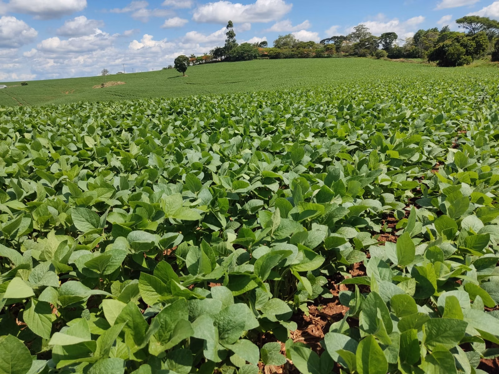 Farm of 813 acres in Capão Bonito, SP, Brazil