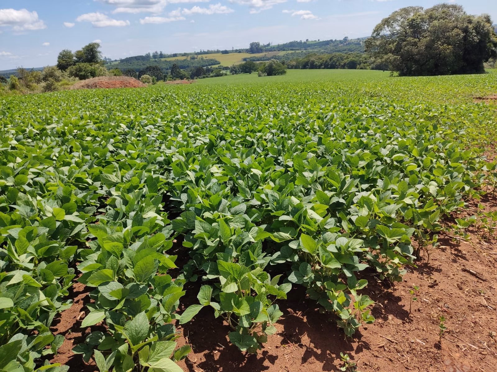 Farm of 813 acres in Capão Bonito, SP, Brazil