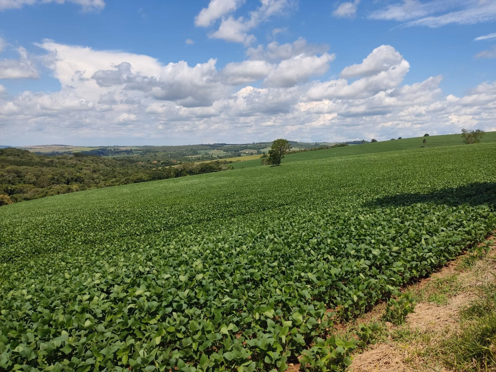 Fazenda de 329 ha em Capão Bonito, SP