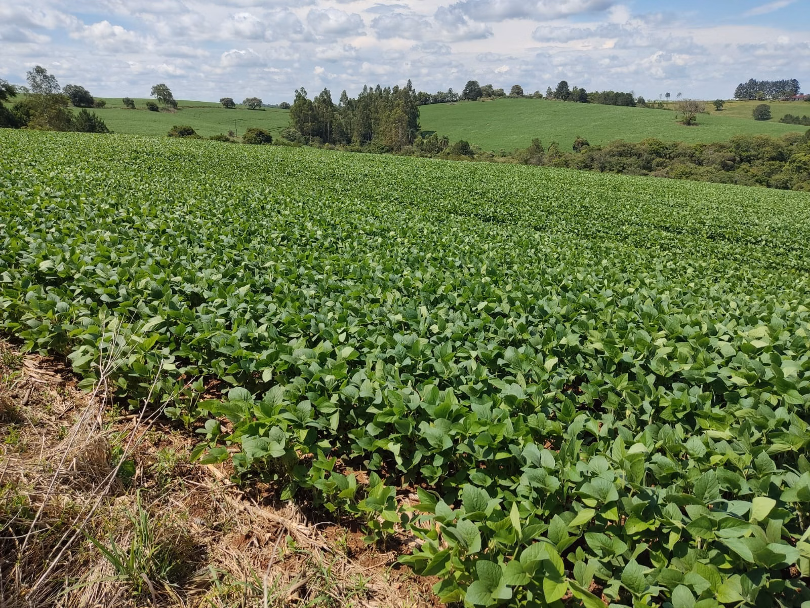 Fazenda de 329 ha em Capão Bonito, SP