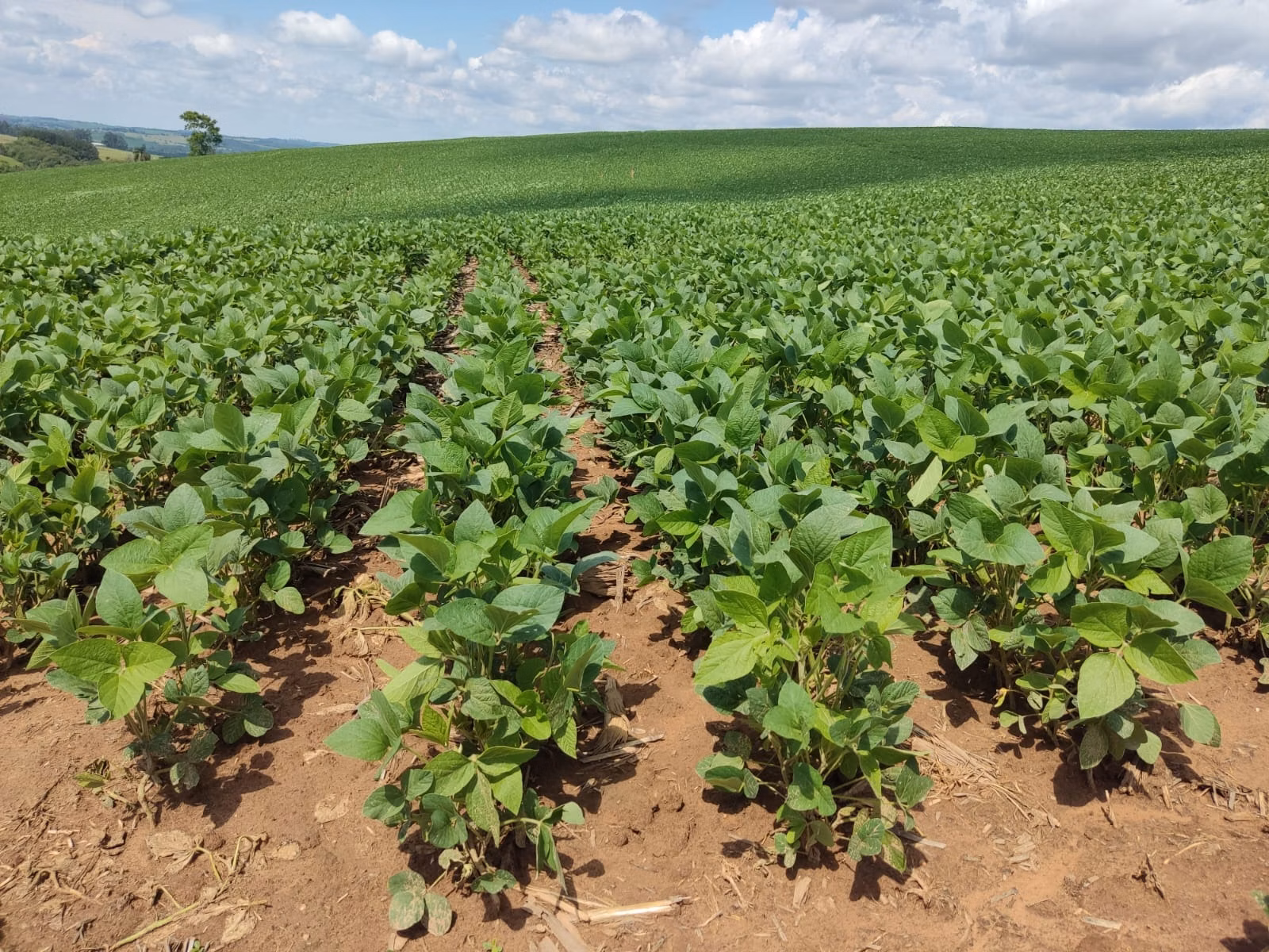 Fazenda de 329 ha em Capão Bonito, SP