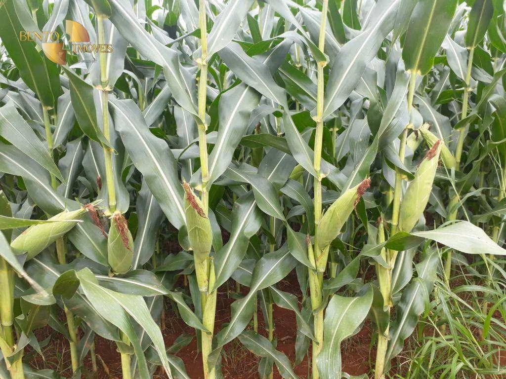Fazenda de 1.830 ha em Brasnorte, MT