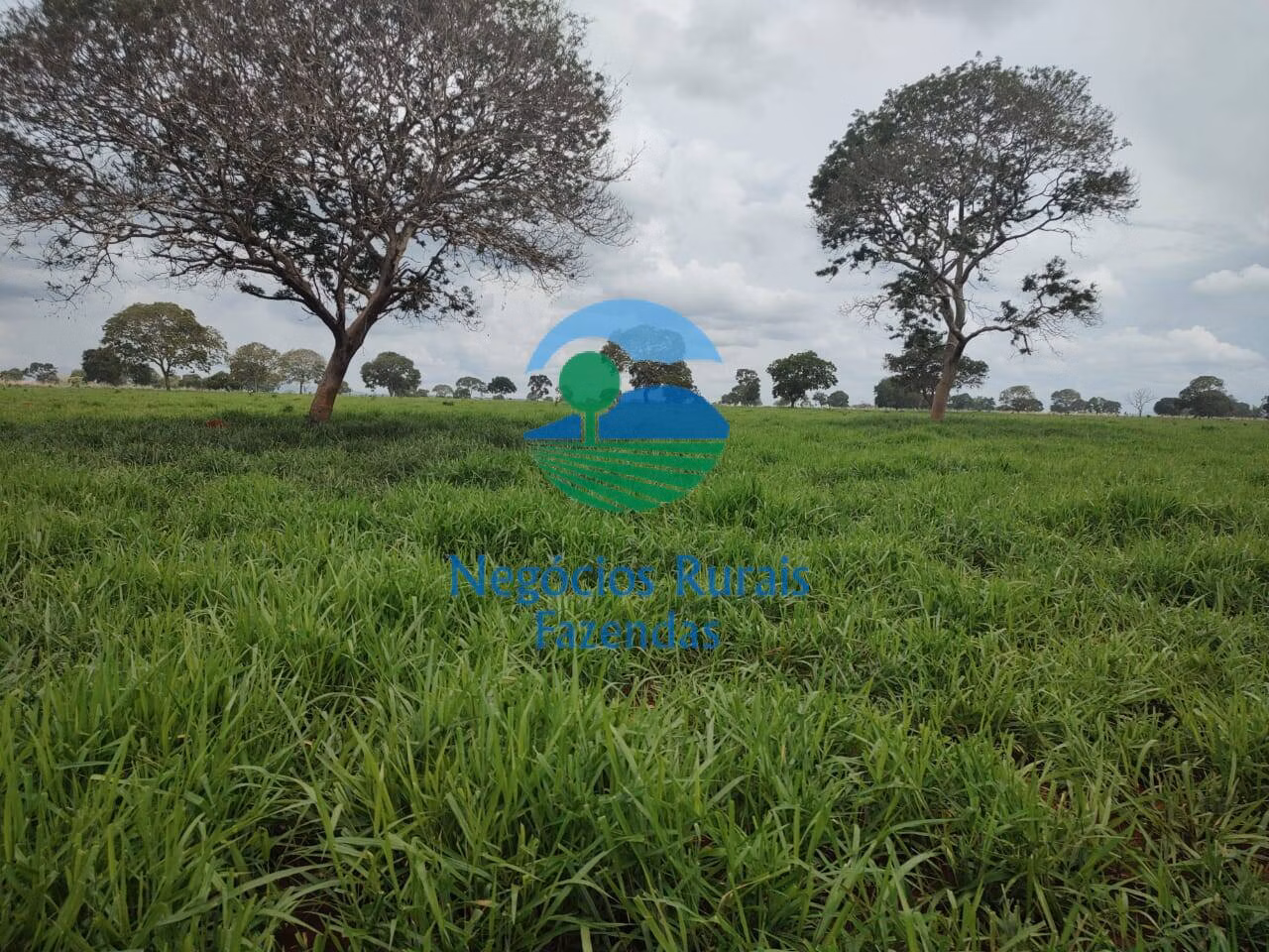 Fazenda de 677 ha em Campinorte, GO