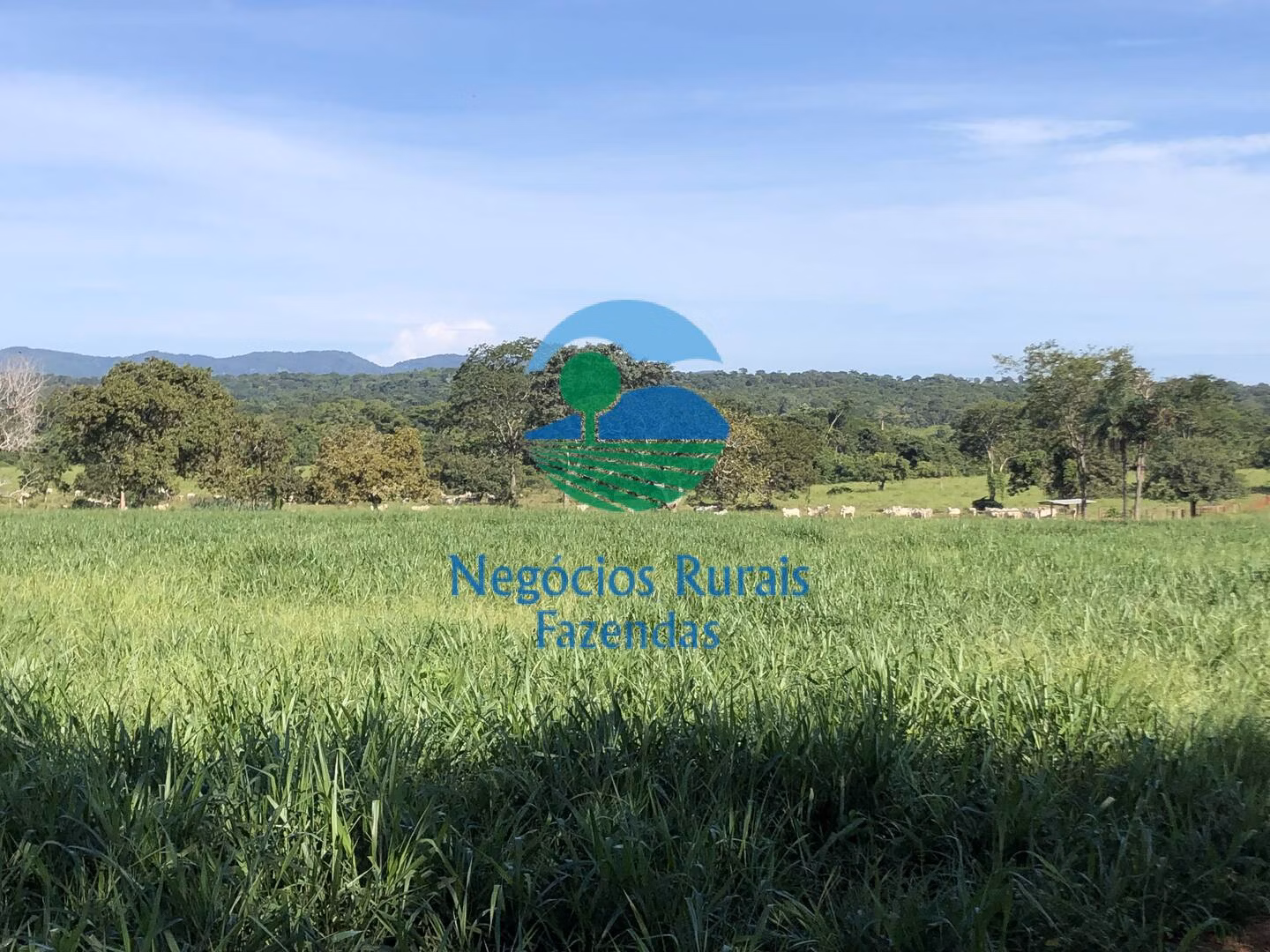 Fazenda de 677 ha em Campinorte, GO